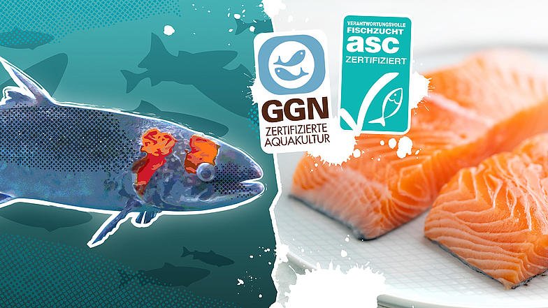 Grafik von einem Lachs mit Verletzungen und Lachsfilets mit ASC- und GGN-Siegel